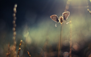 Butterflies dew backlit macro fairy - dew free wallpaper