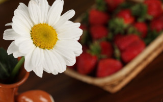 White flower brown vase strawberries - a basket free wallpaper