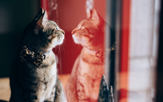 Cat mirror reflection background blurry - a mirror free wallpaper