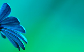 Blue flower green background macro 5 - a long stem free wallpaper