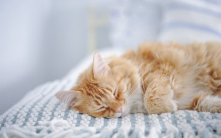 Cat sleeping blanket blue white - a bed free wallpaper