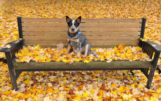 Dog bench park leaves autumn - a pile free wallpaper