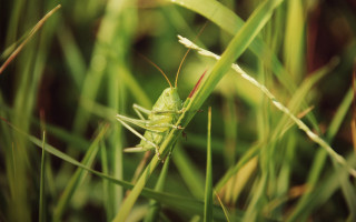 Green bug lush grass leaves - free nature wallpaper