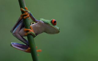 Red eyed frog branch green - a frog free wallpaper for desktop