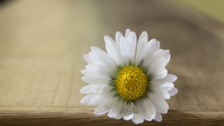 White flower yellow center wooden - a yellow center free wallpaper