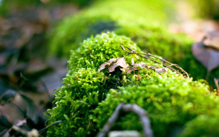 Mossy surface leaves twigs bokeh - mossy free wallpaper