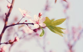 Branch cherry blossoms blue sky - soft free wallpaper