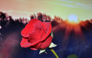 Red rose sunset blurry background - single free wallpaper for desktop