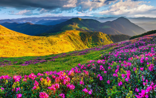 Flower field mountains clouds sky 2 - a field of flowers free wallpaper