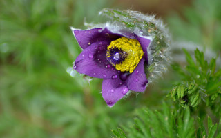 Purple flower yellow center green 8 - green leaf and water droplets free wallpaper