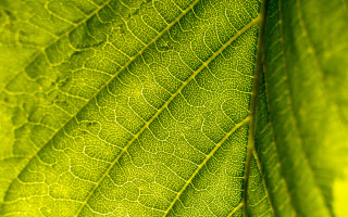 Bright green leaf macro photorealism - a green leaf free wallpaper