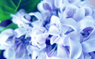 Purple flower green leaves white 3 - a white flower free wallpaper