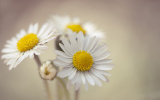 White flowers closeup macro bouquet - yellow center free wallpaper