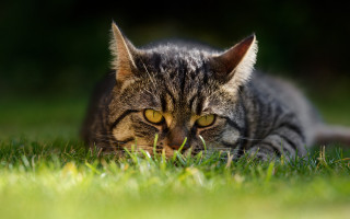 Serious cat in grass sharp - sharp focus free wallpaper
