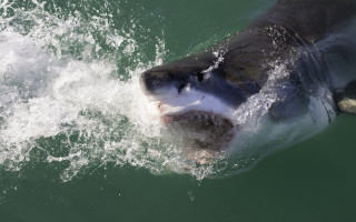 Shark open mouth teeth night - a shark free wallpaper