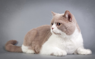 Sad shiba inu gray background - grey background free wallpaper