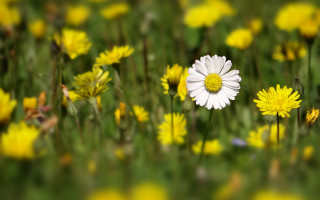 Flower field bokeh shallow depth - shallow free wallpaper for desktop