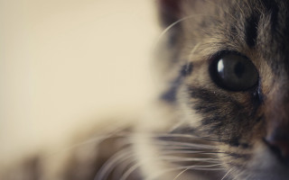 Cat eye macro portrait beautiful - beautiful eye free wallpaper