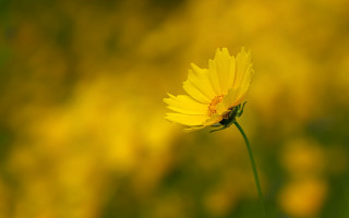 Yellow flower bokeh macro field - a blurry image free wallpaper for desktop