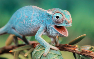 Blue chameleon branch open mouth - tongue free wallpaper for desktop