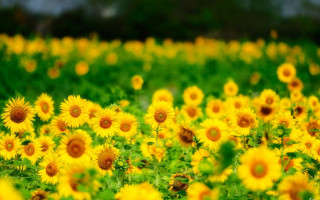 Sunflower field blurry background blue - a blurry background of trees and bushes free wallpaper for desktop