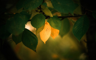 Leafy tree autumn shining leaves - a light shining free wallpaper