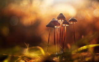 Mushrooms greenfield forest magicrealism macro - a lush green field next free wallpaper