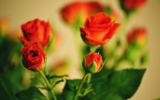 Red roses vase leaves bokeh - red rose free wallpaper for desktop