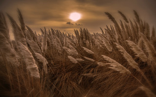 Sunset field grass clouds mountain - tall grass free wallpaper for desktop