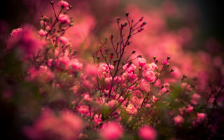Pink flowers grass blurry background - a bunch free wallpaper