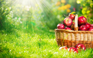 Basket apples green field sunshine - a lush green field of grass free wallpaper