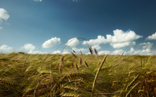 Grass sky clouds horizon landscape - heavy grain free wallpaper for desktop