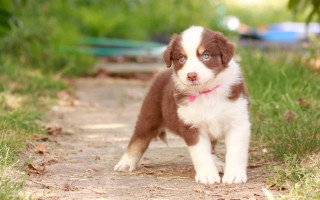 Puppy pink collar shiba inu - its neck free wallpaper