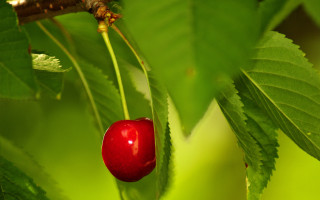 Red berry green leaves bug - a green leafy tree branch free wallpaper