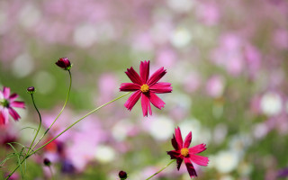 Pink flowers purple background macro - a yellow center free wallpaper