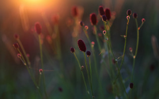 Flowers field sunset macro shallow - shallow depth of field free wallpaper for desktop