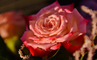 Pink rose bloom macro blurry - other flower free wallpaper