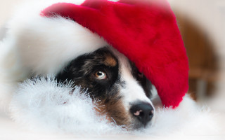 Shiba inu santa hat fluffy - fluffy free wallpaper for desktop