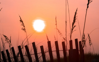 Fence grass sunset bird moon - a fence free wallpaper for desktop