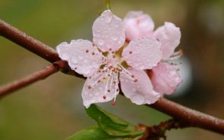 White flower water droplets macro 4 - petal free wallpaper