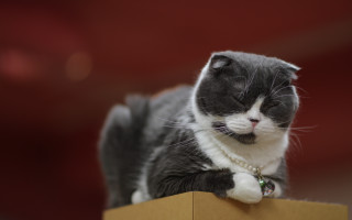 Sad cat on box rococo - regal free wallpaper