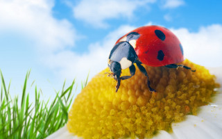 Ladybug flower grass autumn sky - a lady bug free wallpaper