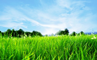 Green grass blue sky trees - green grass free wallpaper for desktop