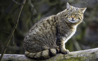 Sad cat on branch illustration - an illustration free wallpaper for desktop