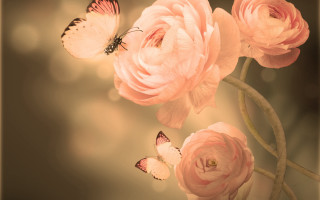 Butterfly flower glowing softcolors artphotography - a butterfly free wallpaper for desktop