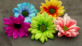 Colorful flowers sidewalk bouquet daisy - free flowers wallpaper