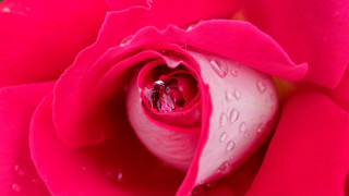Pink rose water droplets macro 2 - a pink rose free wallpaper