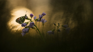 Butterfly flower sunset macro magic - a flower in front free wallpaper