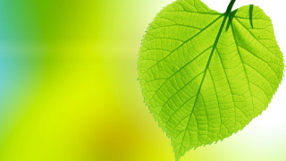 Green leaf gradient background parasol - a bright background free wallpaper