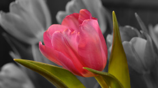 Pink flower green stem black 5 - adobe lightroom free wallpaper